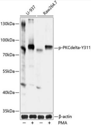 Western Blot: PKC delta [p Tyr311] AntibodyBSA Free [NBP3-05431]